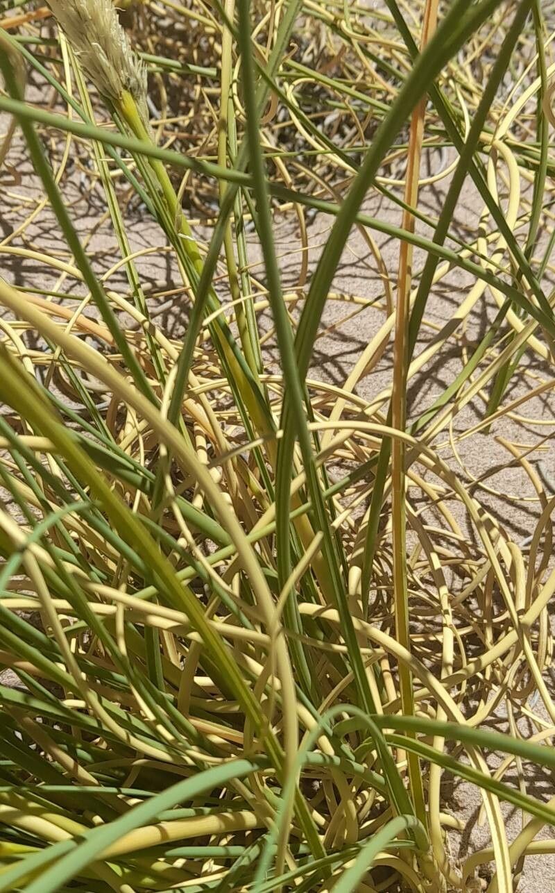 Cinnagrostis vicunarum — houseplant care guide