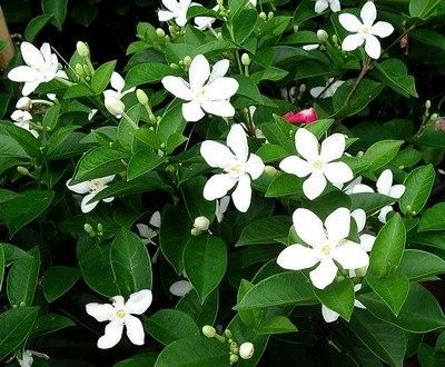 Wrightia religiosa leaf