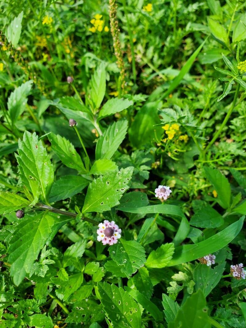 Phyla lanceolata flower