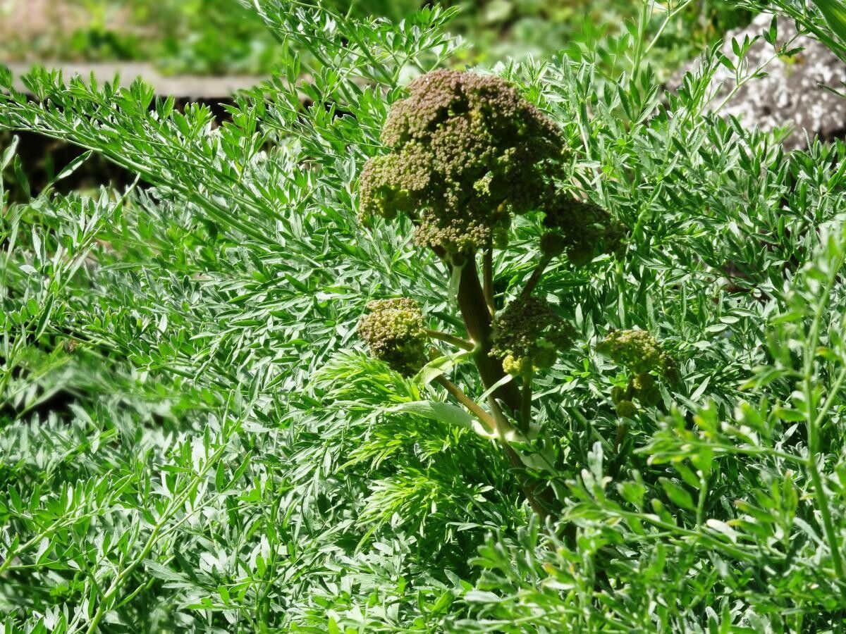 Ferula songarica flower