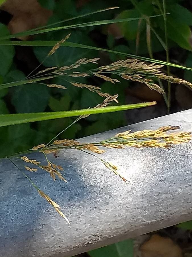 Deschampsia cespitosa flower