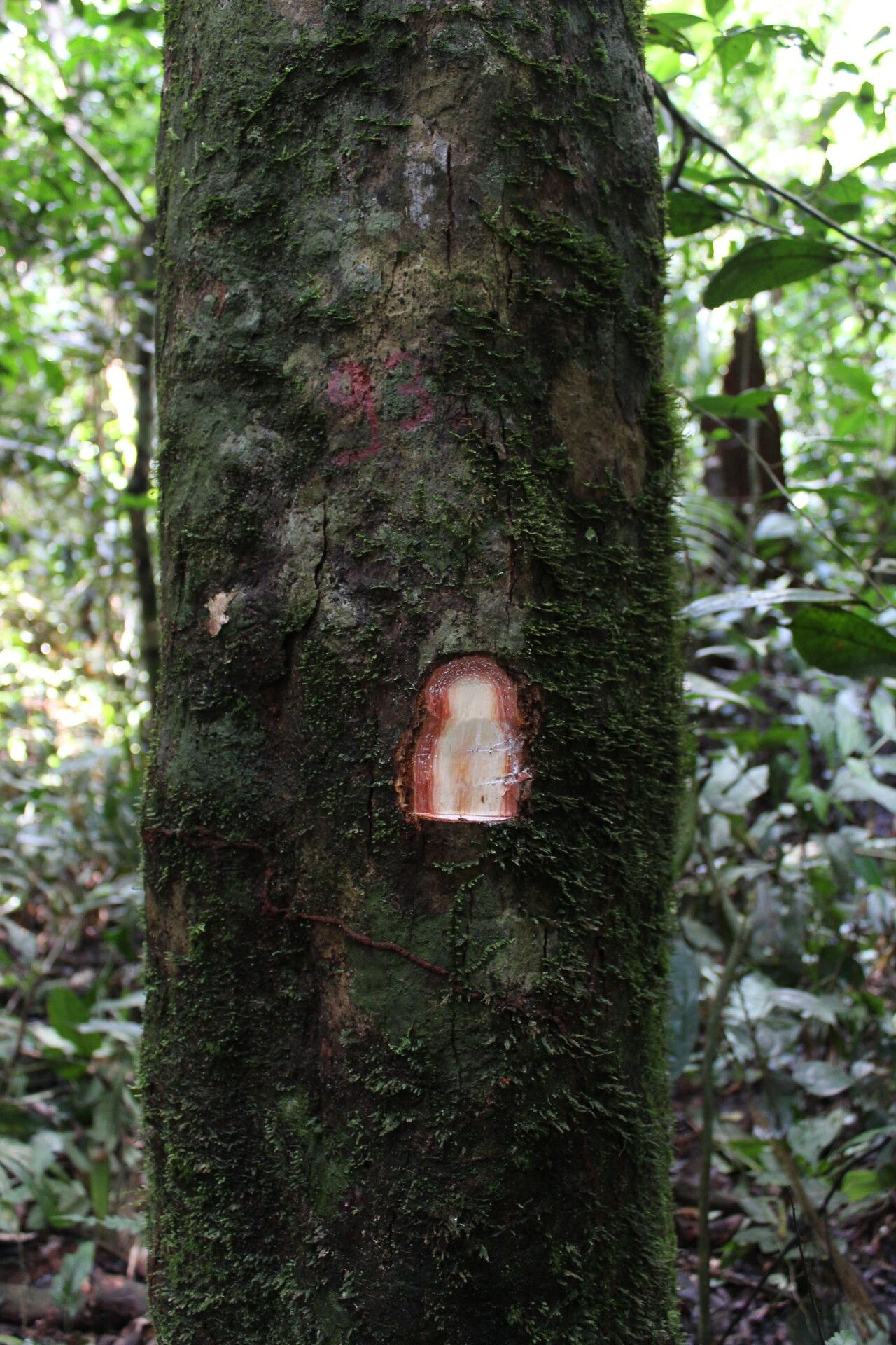 Chrysophyllum lacourtianum bark