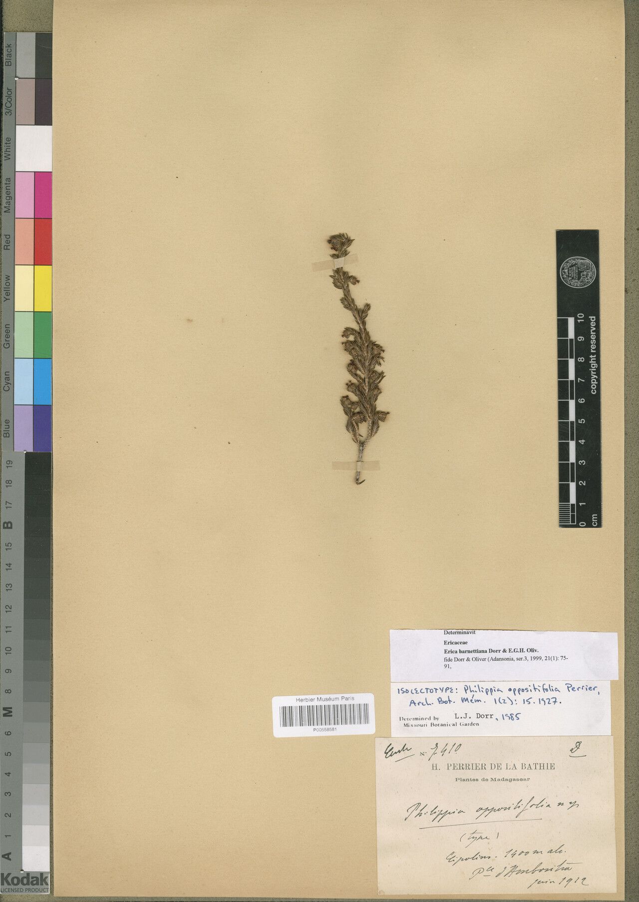 Erica barnettiana — search result for 'Erica'