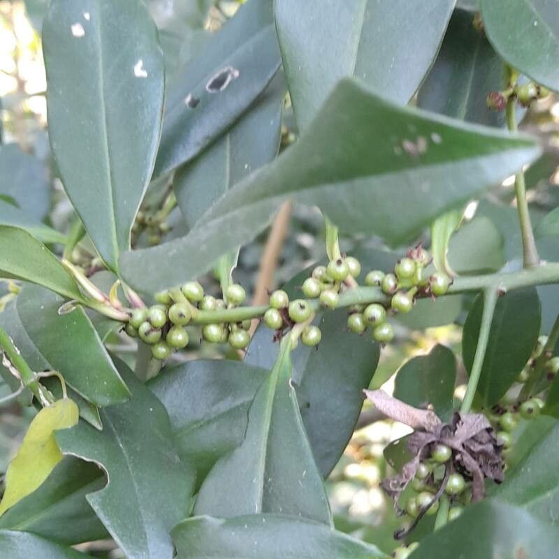 Myrsine laetevirens fruit