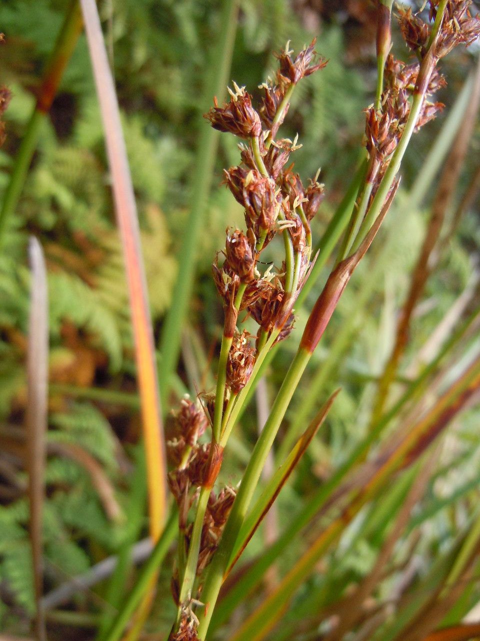 Machaerina maingayi fruit