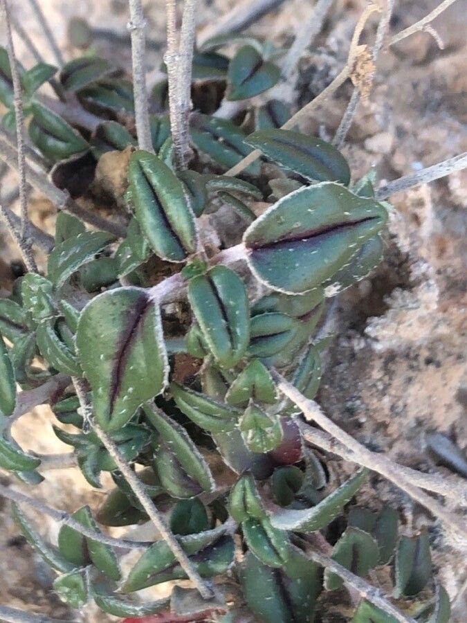 Polygala rupestris — search result for 'Polygala'
