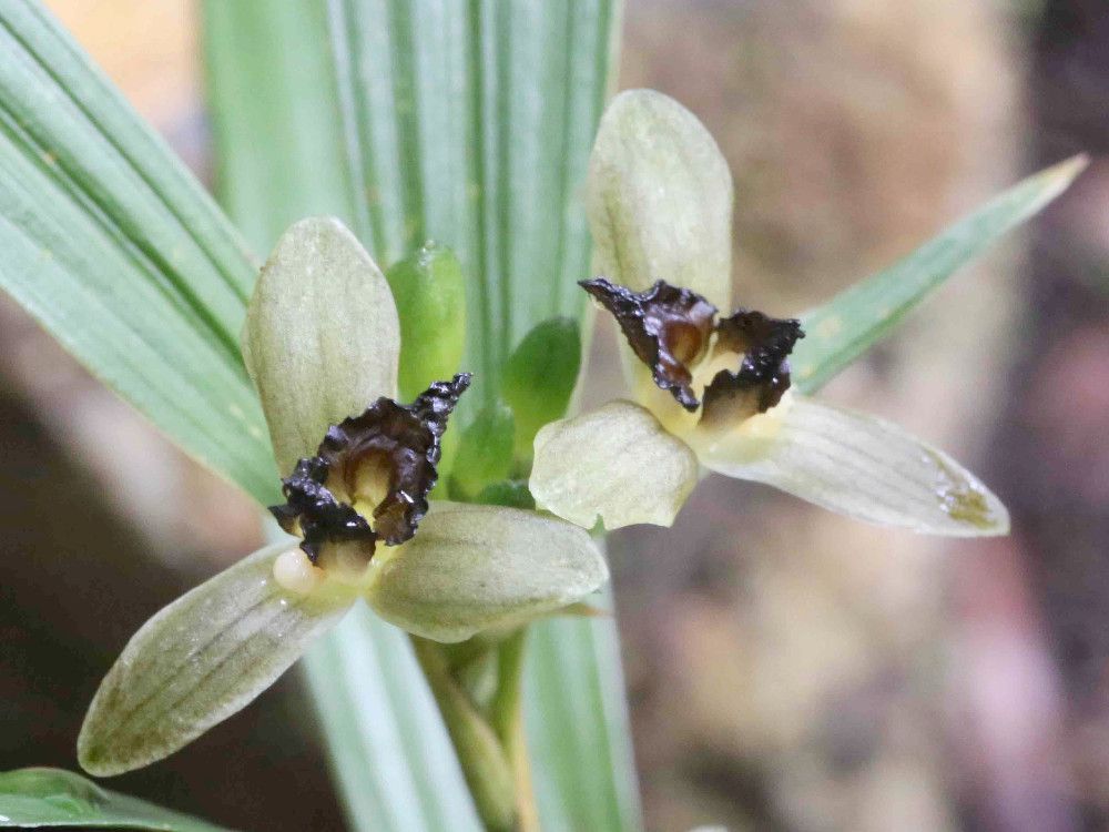 Tropidia viridifusca flower
