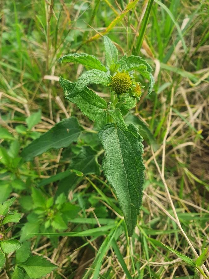 Aspilia pluriseta other