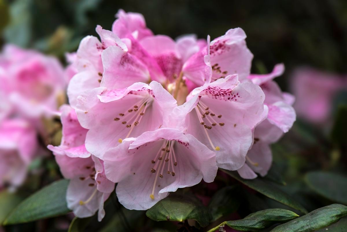 Rhododendron anwheiense flower