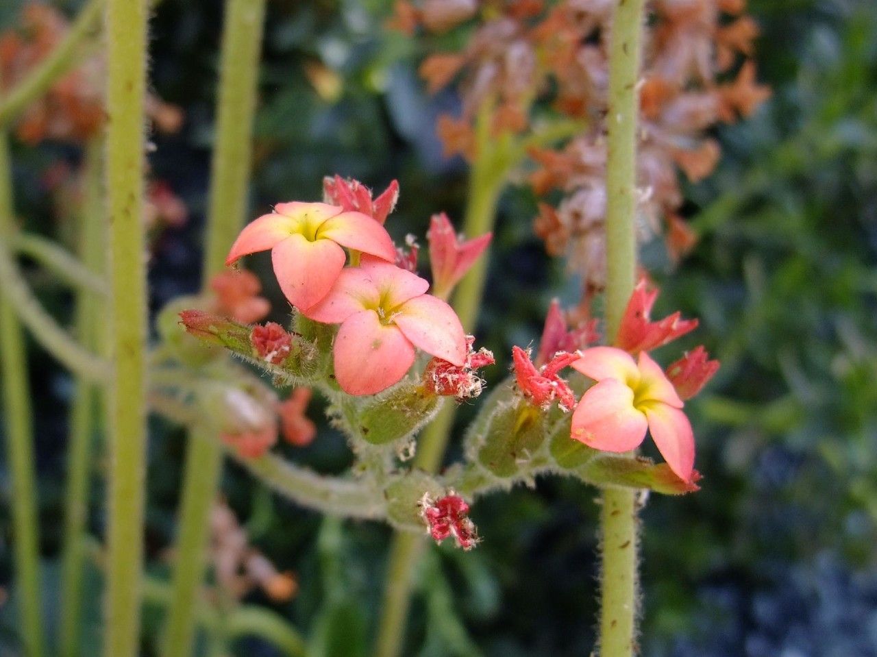 Kalanchoe velutina flower