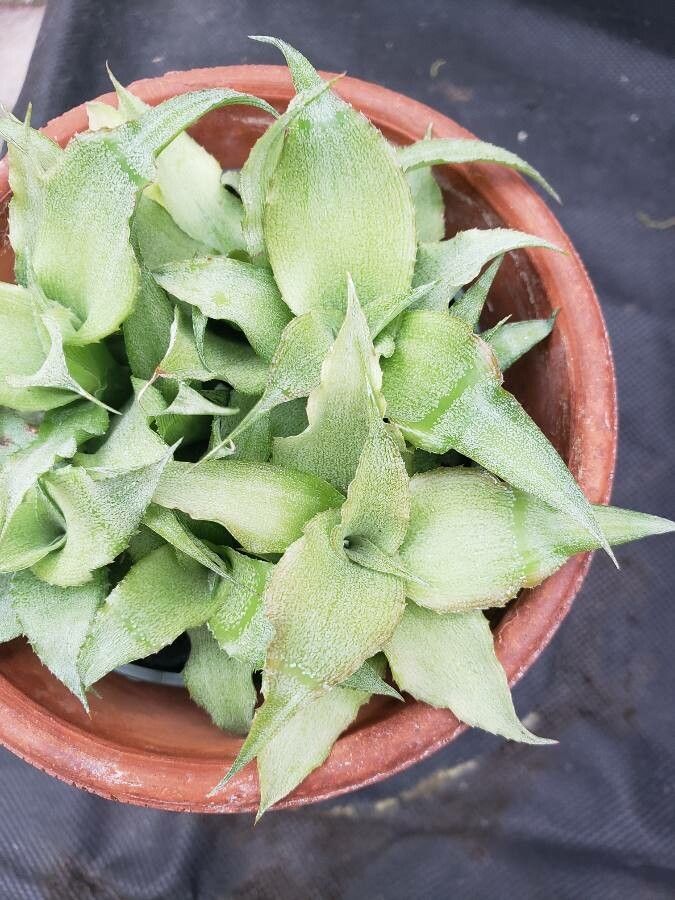 Cryptanthus acaulis leaf