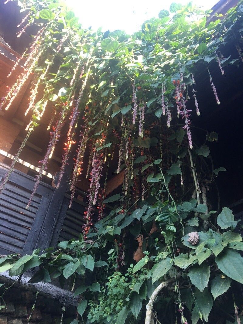 Thunbergia coccinea habit