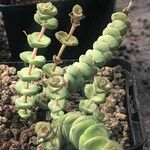 Crassula rupestris