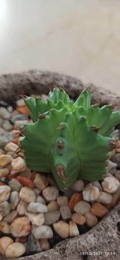 Euphorbia anoplia — search result for 'Tanzania'