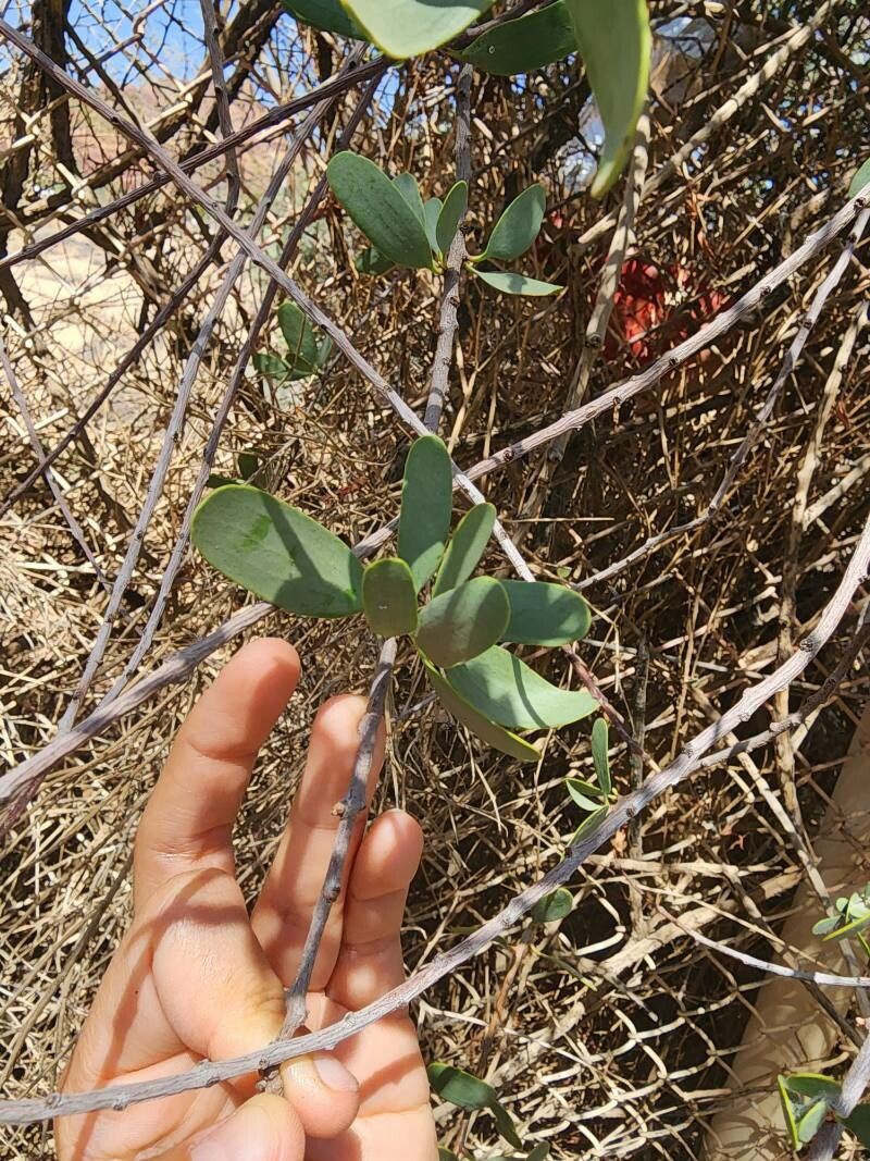 Plicosepalus acaciae leaf