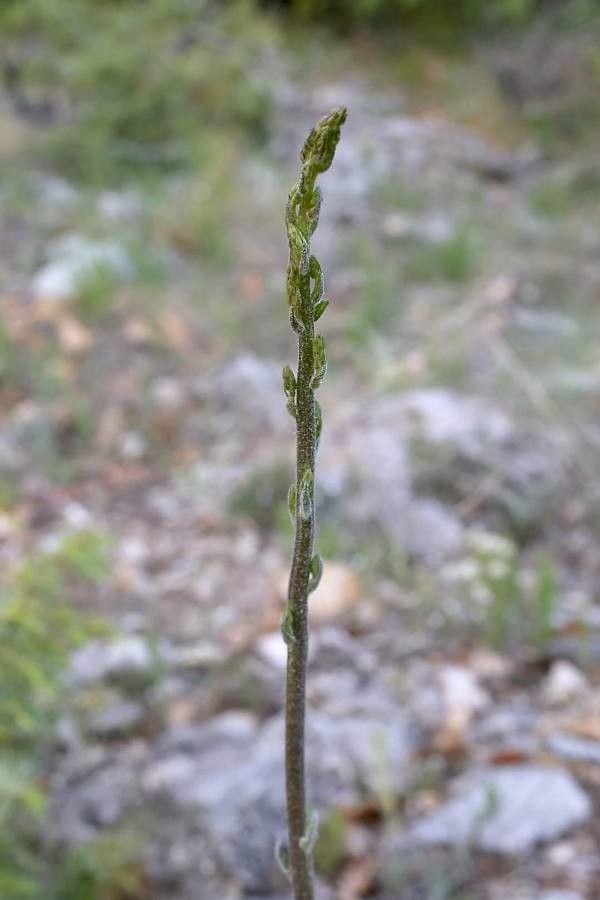 Verbascum pseudonobile other