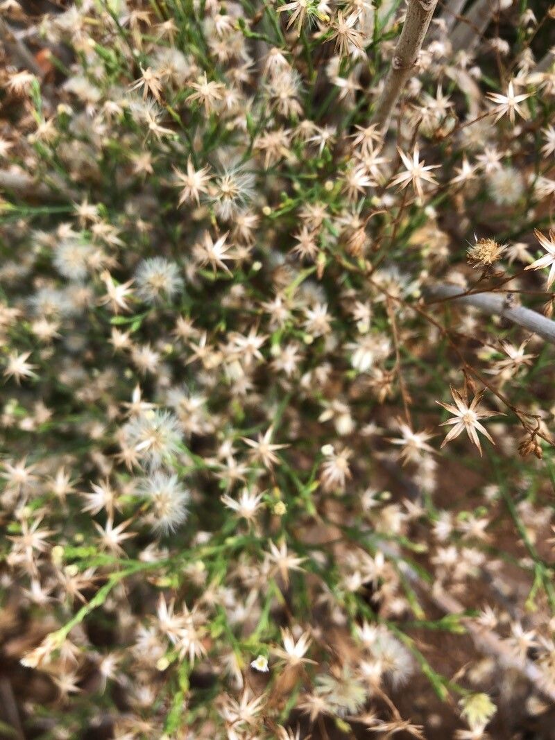 Erigeron divaricatus fruit