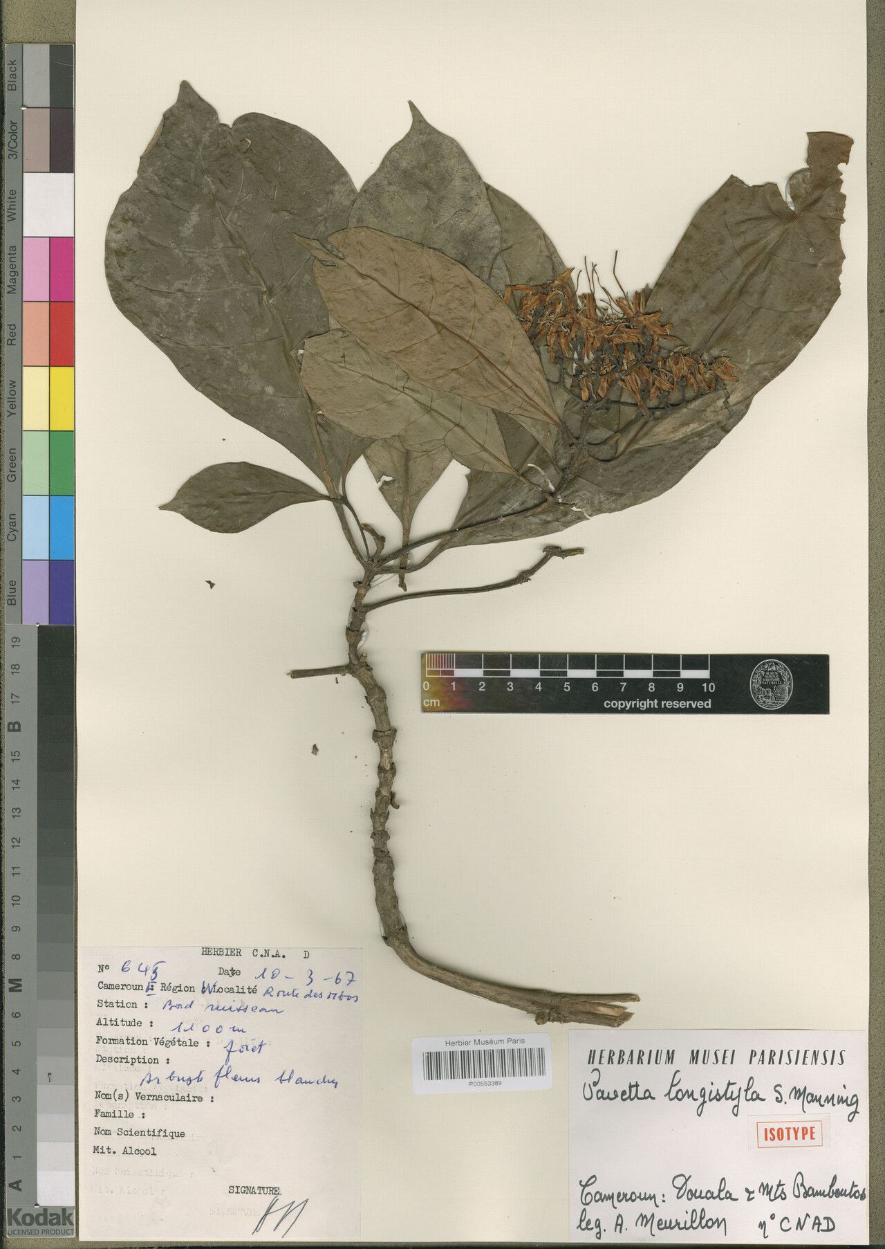 Pavetta longistyla — houseplant care guide