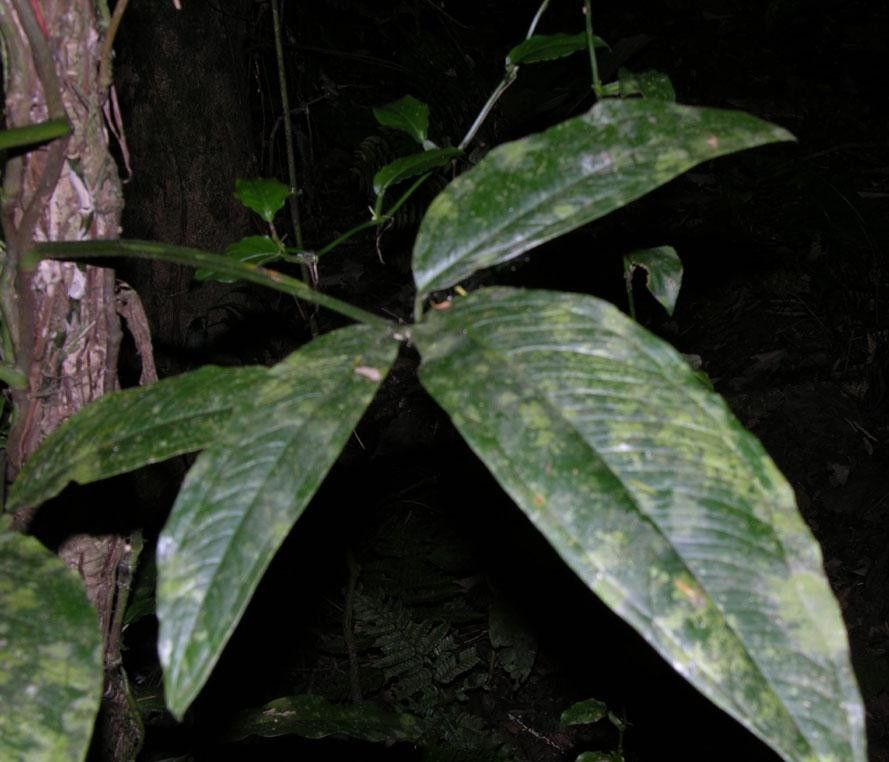 Syngonium triphyllum leaf