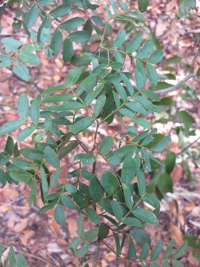 Philenoptera bussei — related species from the same genus