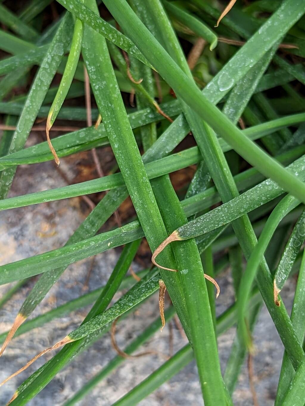 Bulbine asphodeloides — related species from the same genus