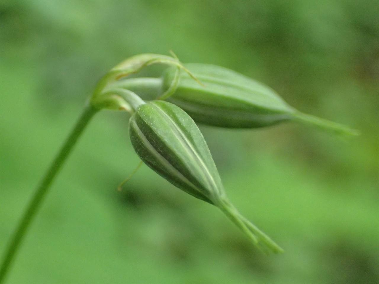 Geranium nodosum fruit