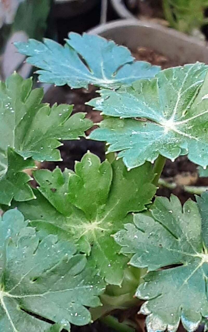 Geranium × cantabrigiense leaf