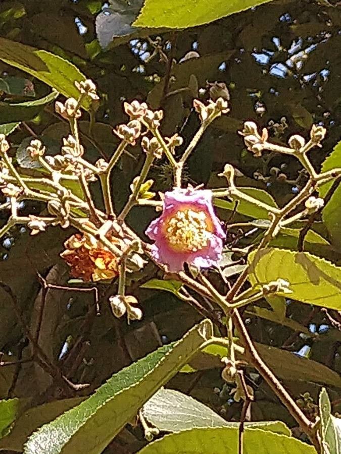 Luehea divaricata flower