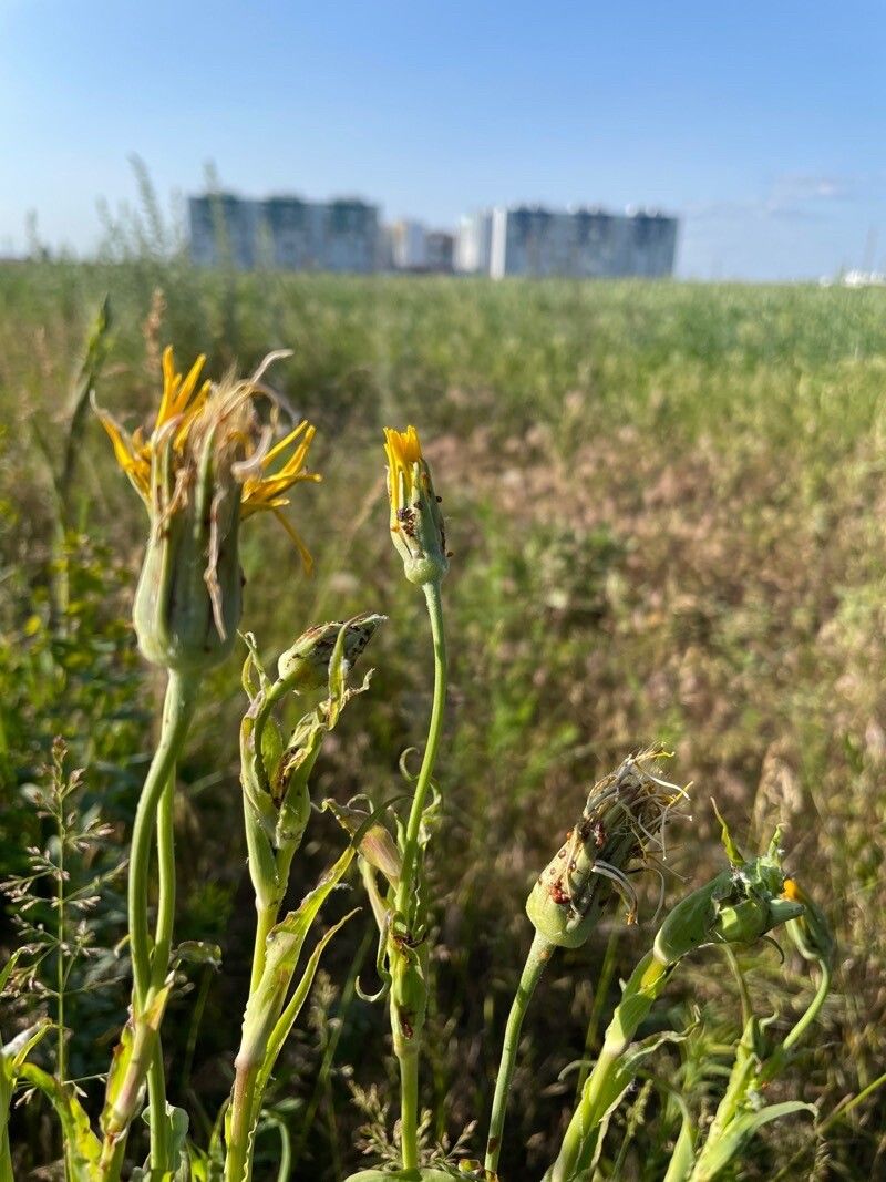 Tragopogon dasyrhynchus flower