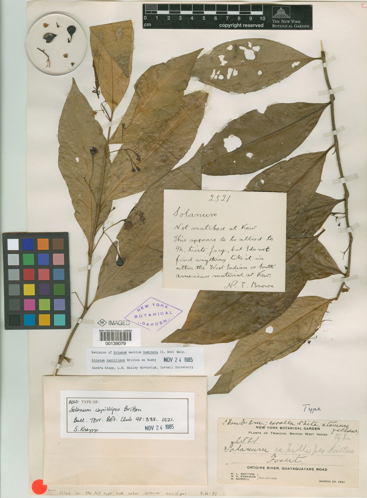 Solanum capillipes — houseplant care guide