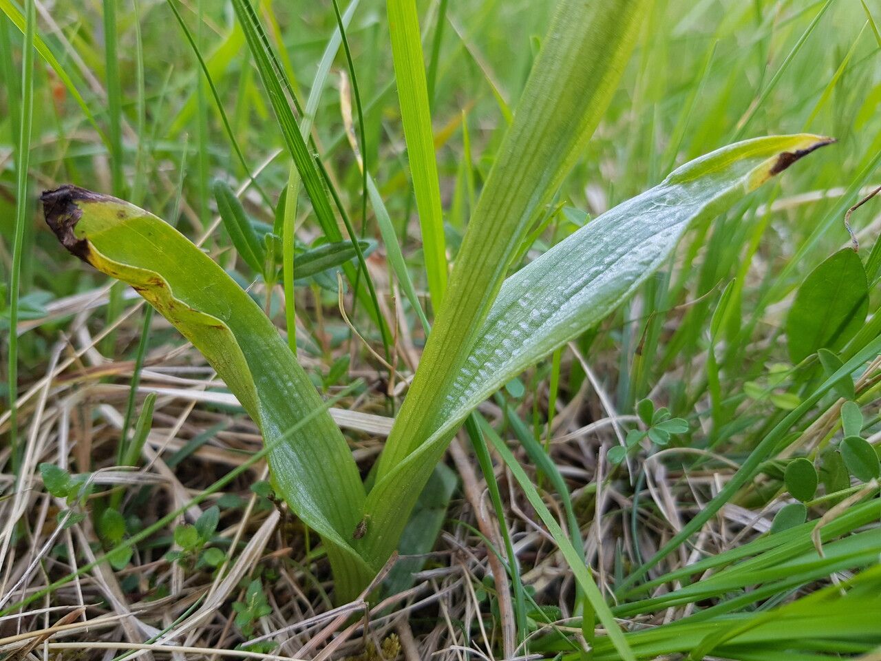 Ophrys insectifera — search result for 'Ophrys'