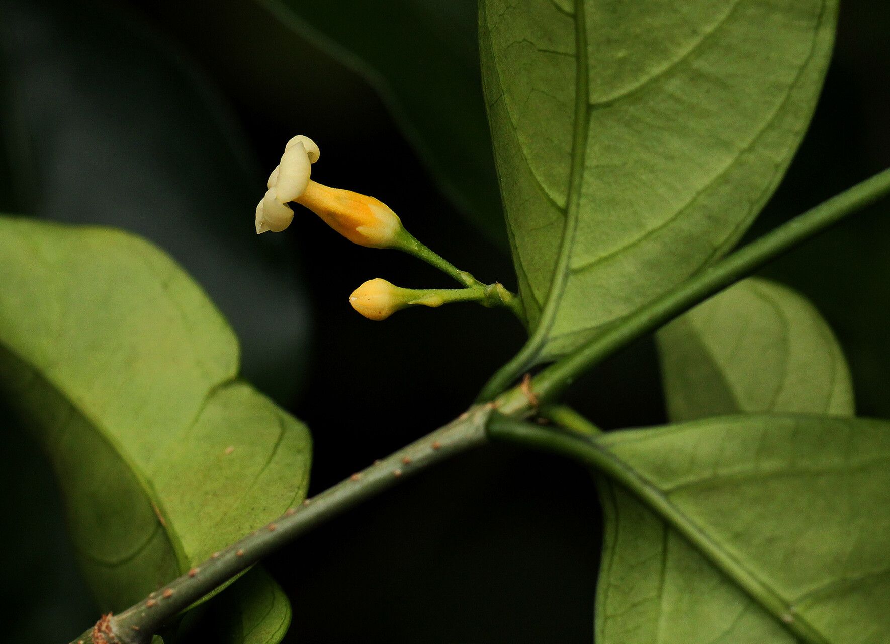 Tabernanthe elliptica flower