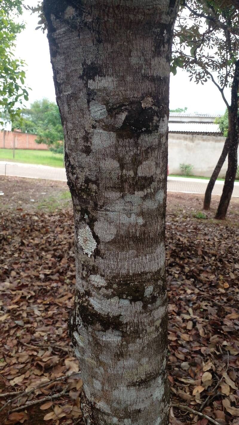 Terminalia argentea bark