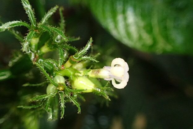 Psychotria ebensis flower