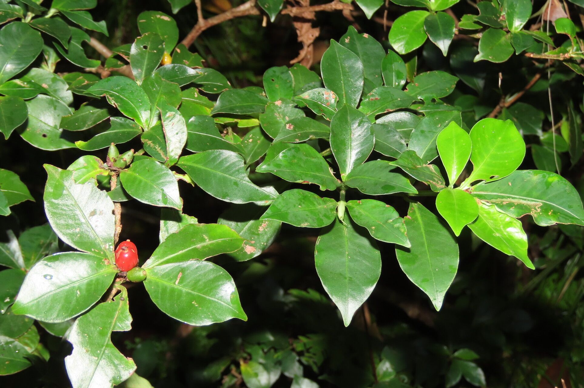 Psychotria chagrensis leaf