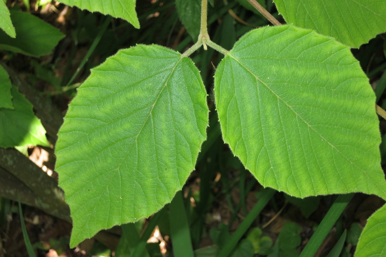 Viburnum tiliifolium — search result for 'Viburnum'