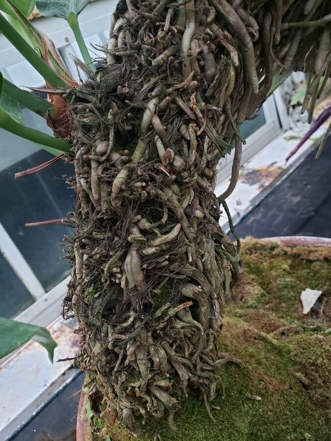 Anthurium fendleri other