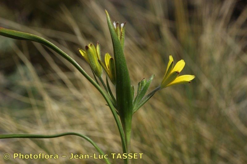 Gagea dubia — search result for 'Gagea'