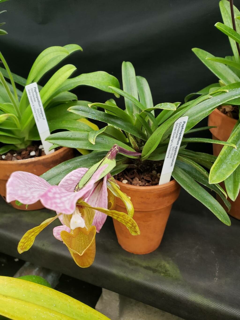 Paphiopedilum appletonianum habit