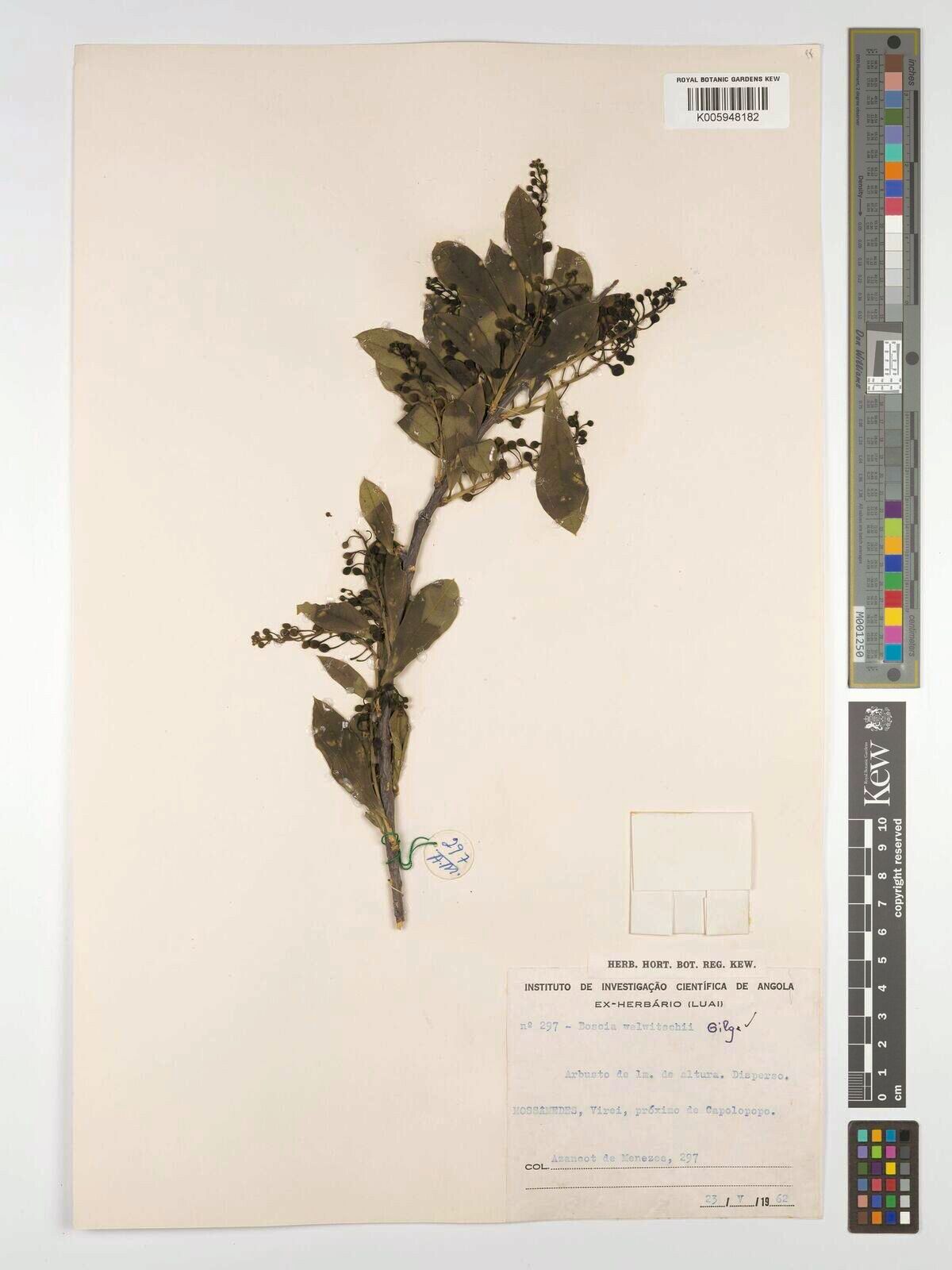 Boscia welwitschii — houseplant care guide