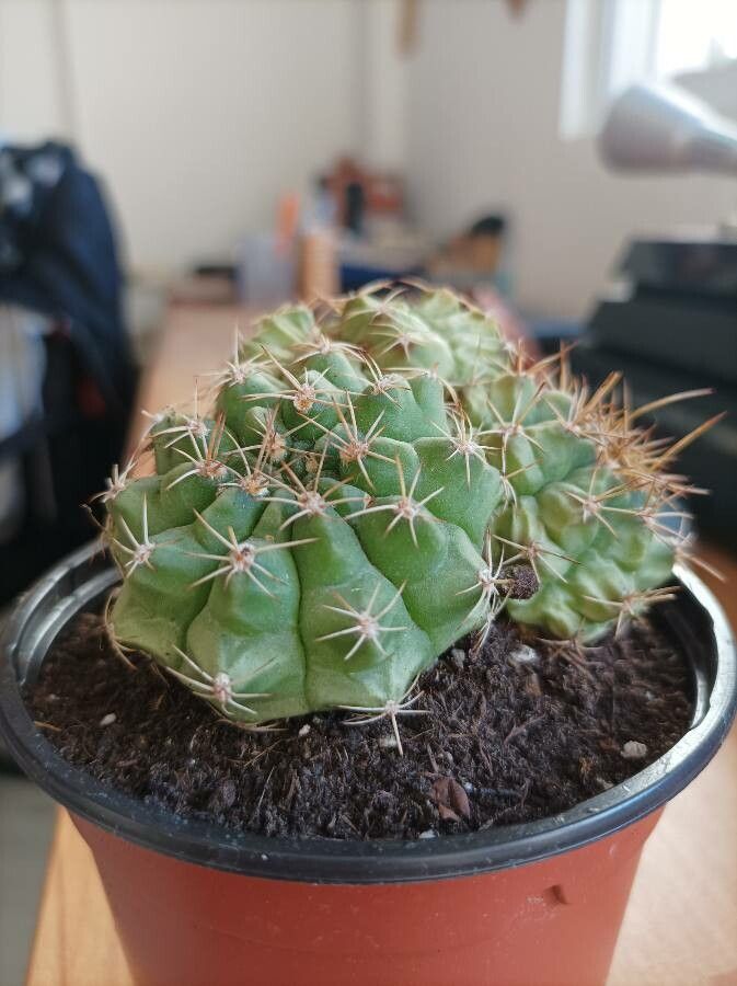 Gymnocalycium baldianum bark
