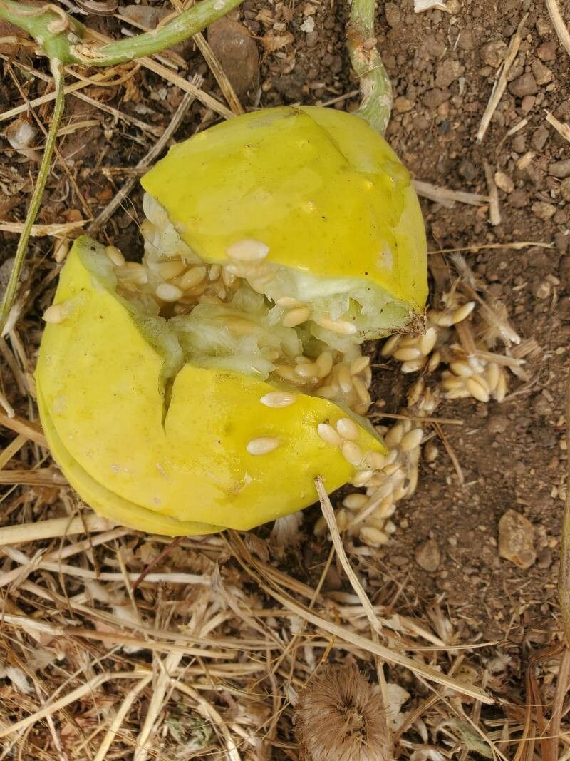 Cucumis pustulatus fruit