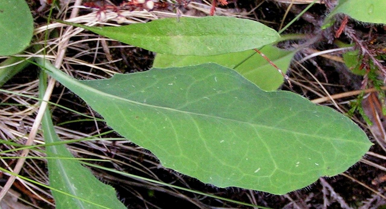 Hieracium cryptanthum — houseplant care guide