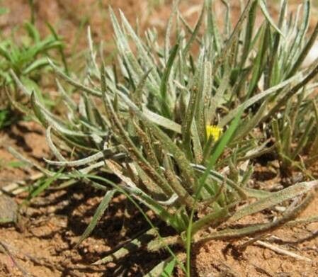 Aizoon asbestinum habit