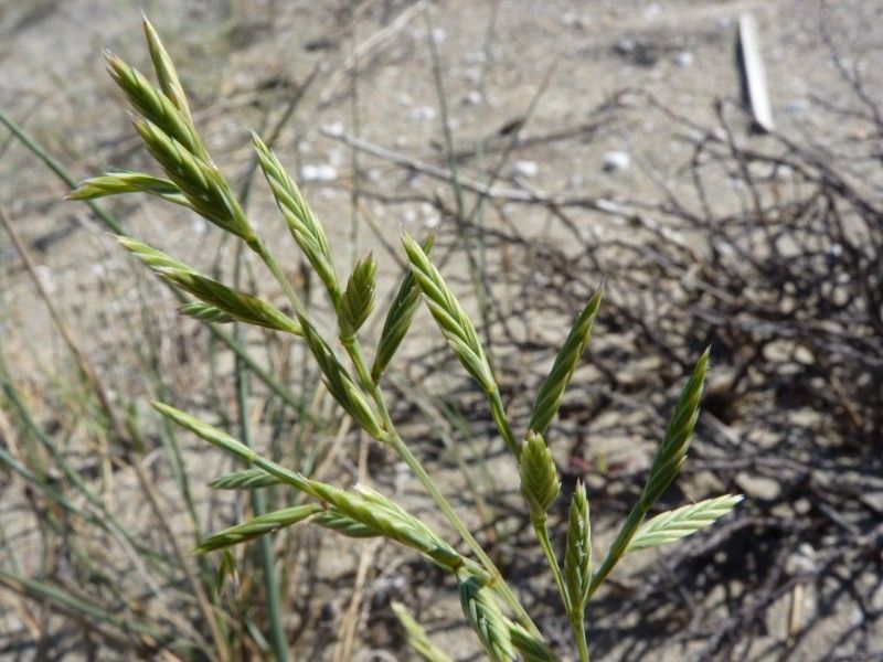 Cutandia maritima fruit