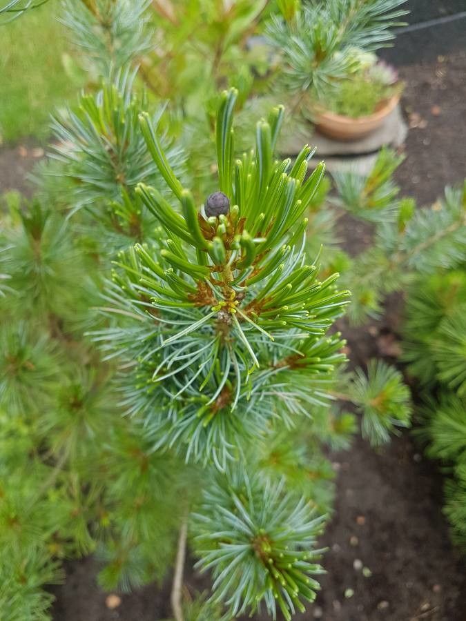 Pinus parviflora flower