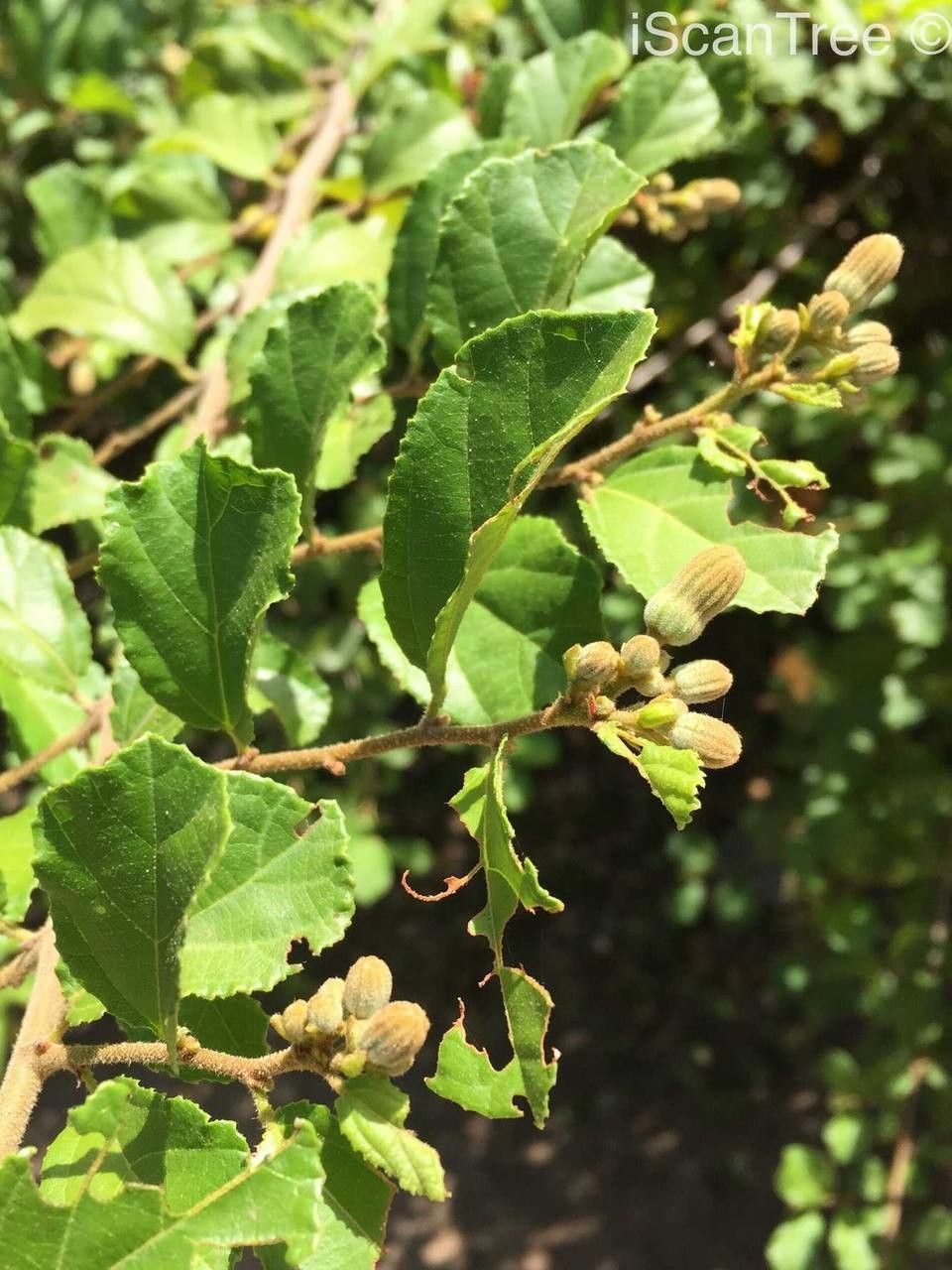 Grewia pachycalyx fruit