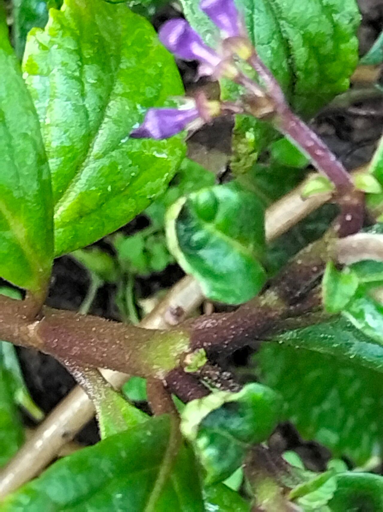 Plectranthus brevimentum bark