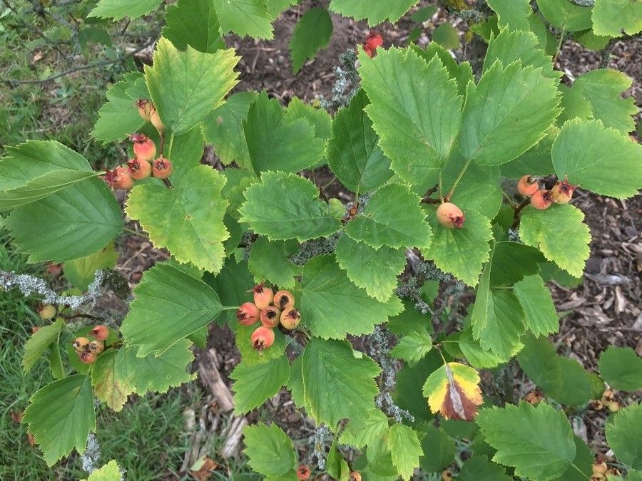 Crataegus fluviatilis fruit