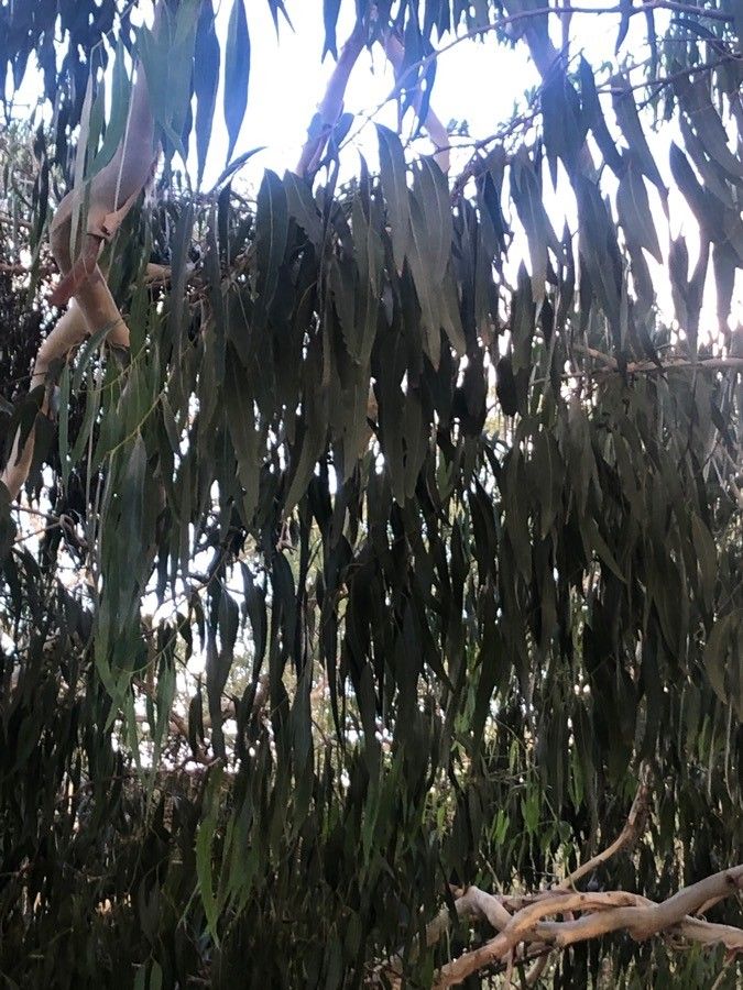 Eucalyptus dalrympleana — search result for 'Eucalyptus'